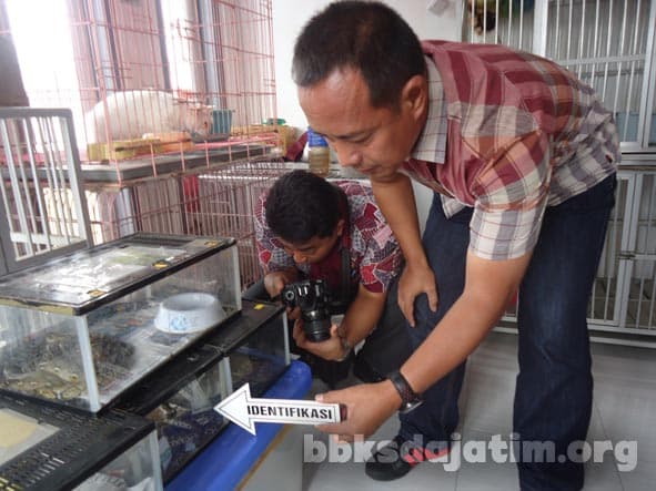 Seksi Banyuwangi Amankan Puluhan Satwa Liar