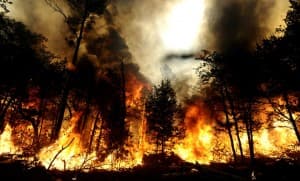 Anggaran Kebakaran Hutan 2017 Masih Minim