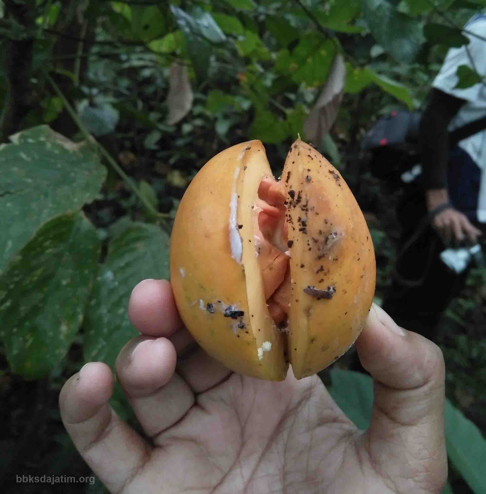 Pahit Manisnya Cembirit