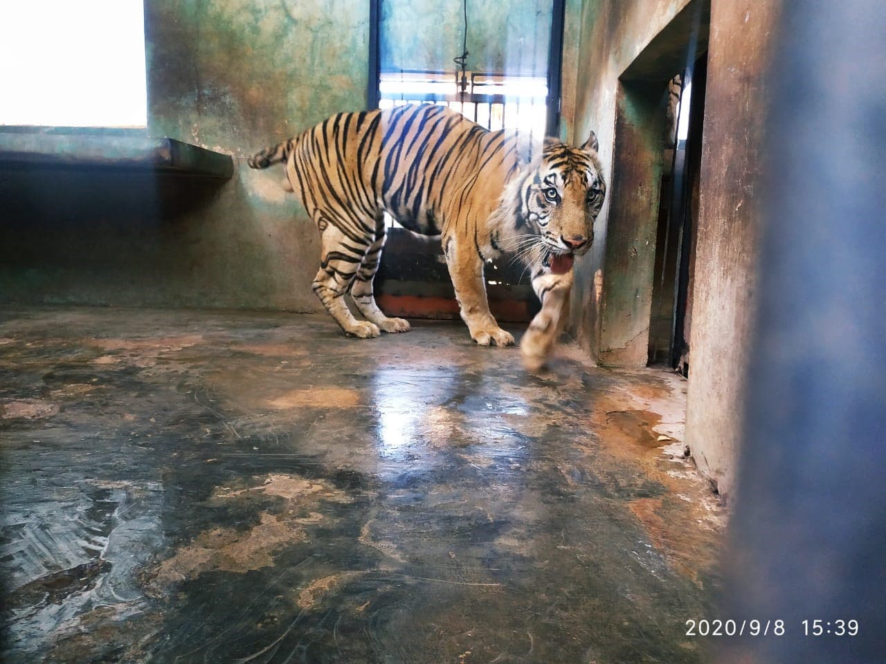 KONDISI BHAKSI HARIMAU SUMATERA  DI LEMBAGA KONSERVASI MAHARANI ZOO DAN GOA - Thumbnail 3