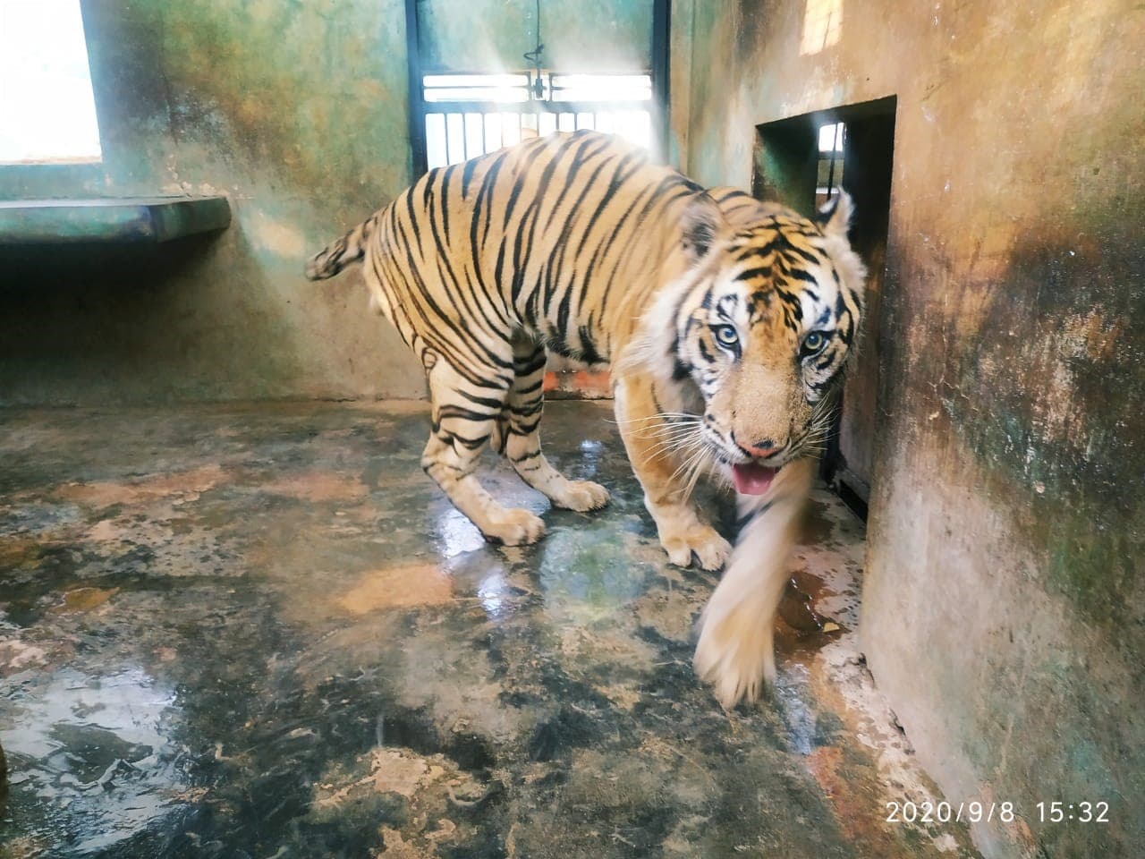 KONDISI BHAKSI HARIMAU SUMATERA  DI LEMBAGA KONSERVASI MAHARANI ZOO DAN GOA - Thumbnail 1