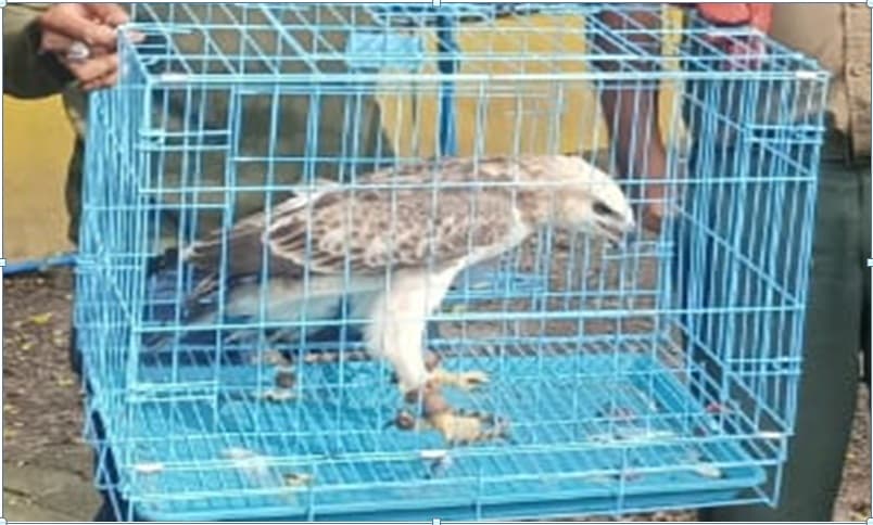 Perdagangan Elang dan Lutung melalui Akun Sosial Media Facebook Berhasil Di Gagalkan - Thumbnail 3
