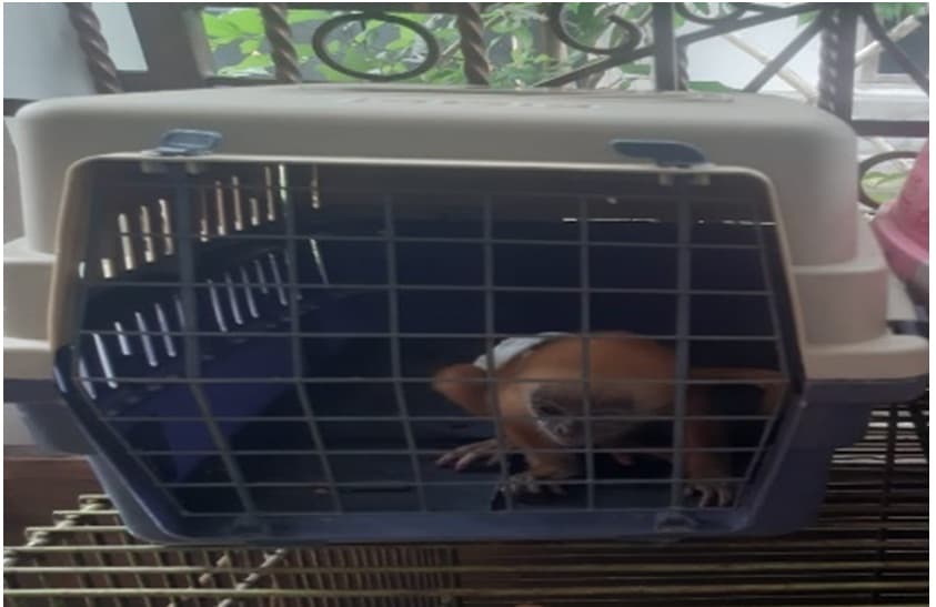 Perdagangan Elang dan Lutung melalui Akun Sosial Media Facebook Berhasil Di Gagalkan - Thumbnail 2