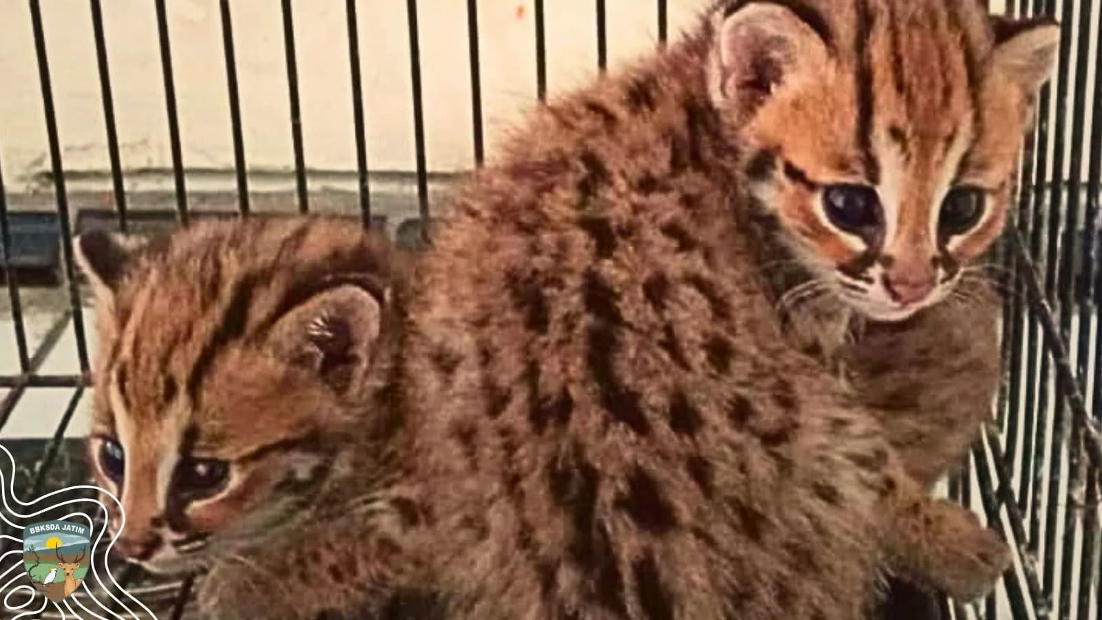Dua Kucing Kuwuk, Cerita yang Belum Usai