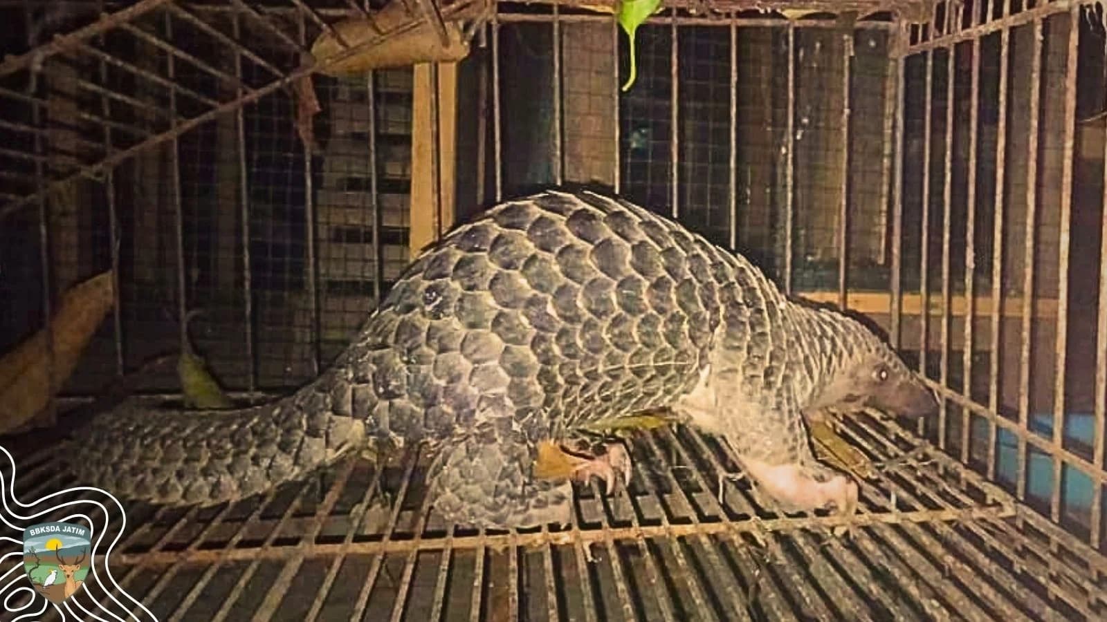 Ditemukan di Kebun Tebu, Trenggiling Kembali ke Habitatnya di Cagar Alam