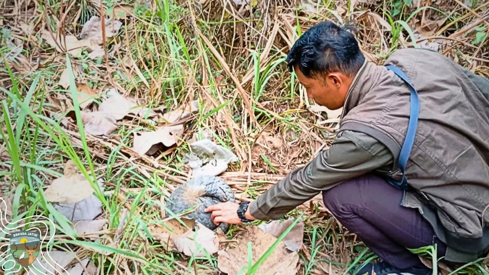 Ditemukan Warga, Trenggiling Blitar Kembali ke Hutan