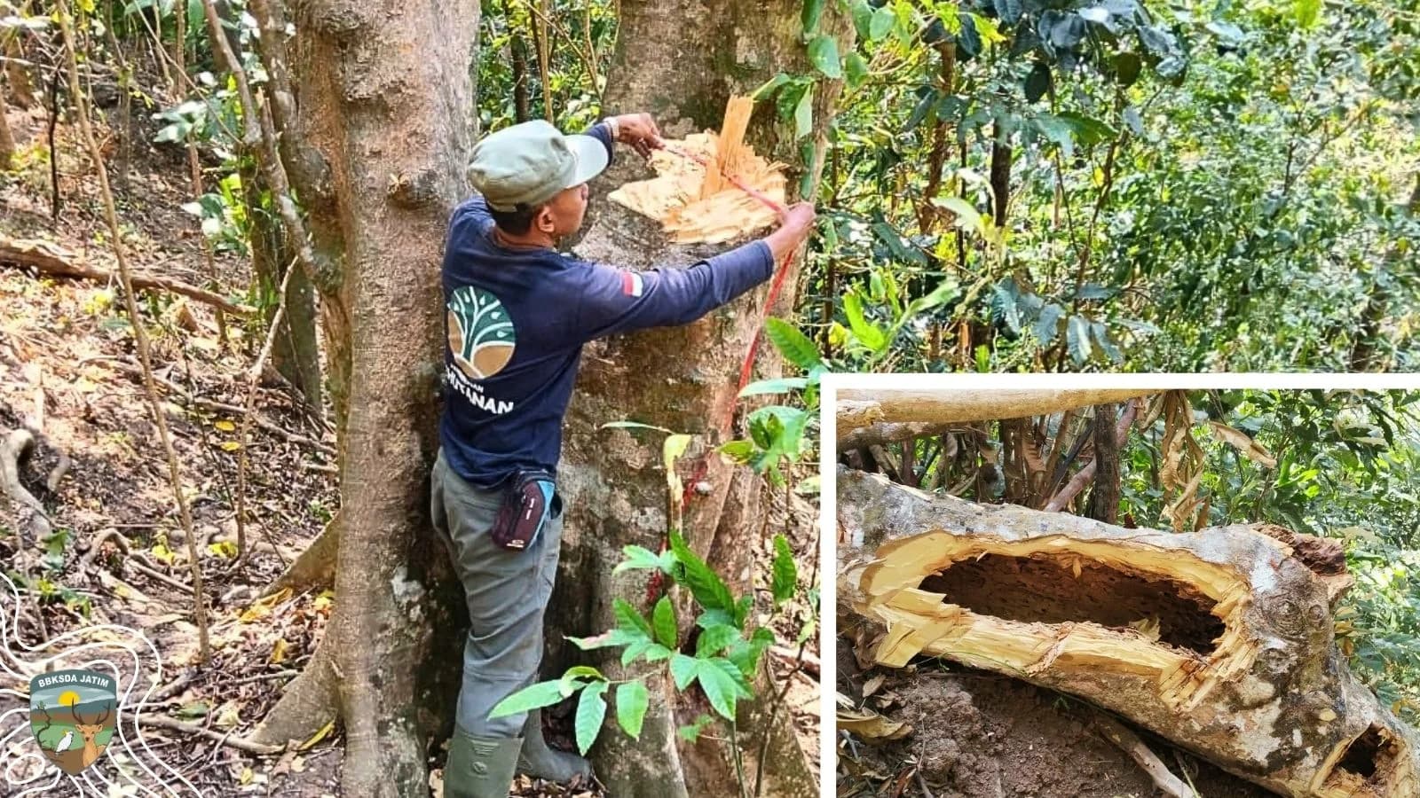 Madu yang Dicari, Pohon yang Ditebang