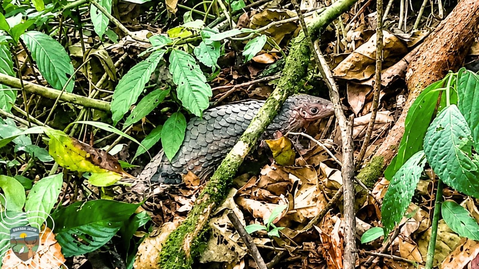 Dua Mamalia Bersisik, Dua Cerita dari Tulungagung