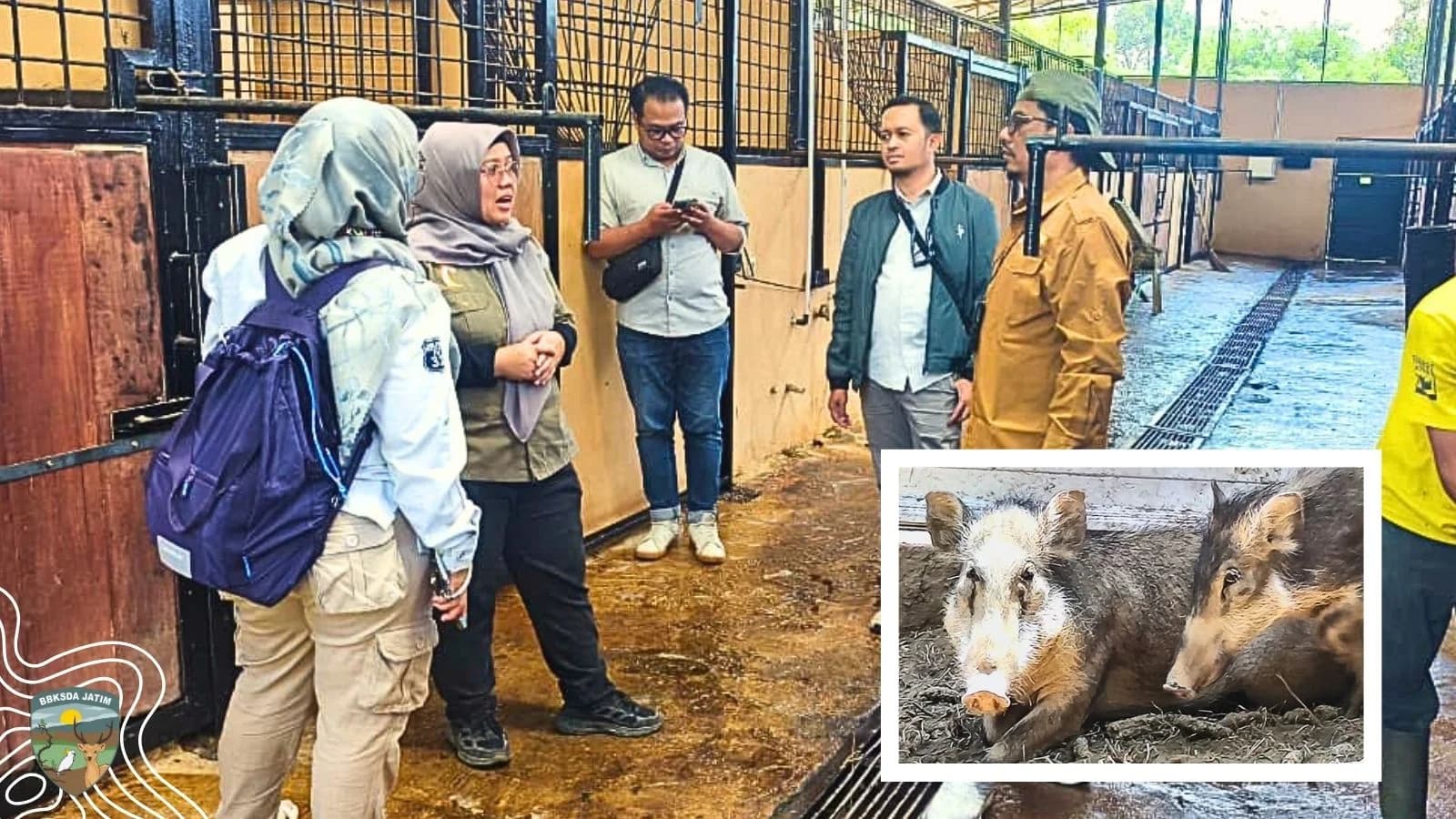 Konflik Belum Usai, Kolaborasi Membuka Harapan Baru bagi Babi Kutil Bawean