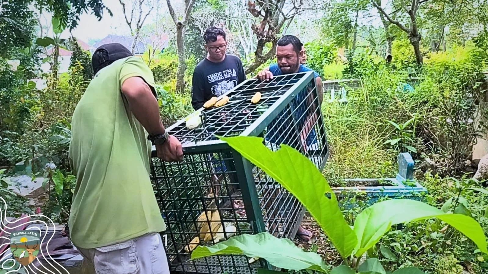 Sepekan Menyusuri Atap Patrang, Lutung Budeng Ini Menunggu Jalan Pulang