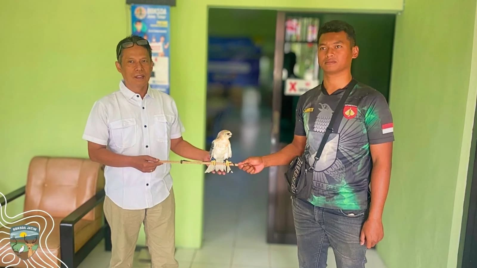 Ditemukan di Halaman Rumah, Elang Tikus Muda Diserahkan ke Negara