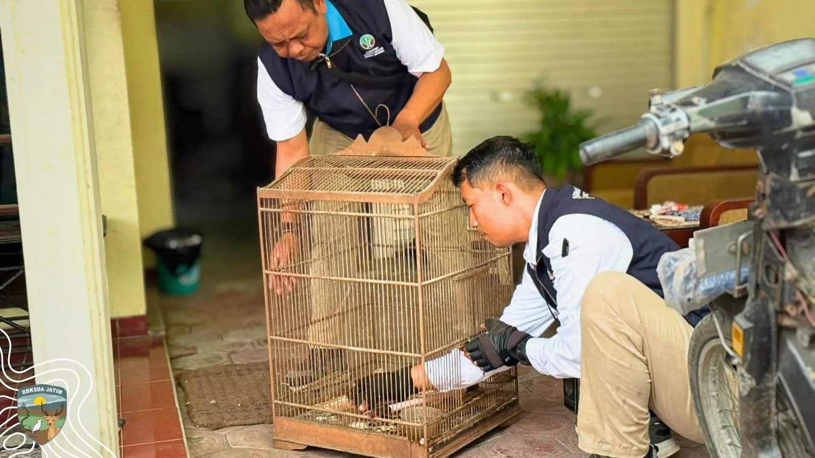 Lebih dari Dua Dekade Bersama Manusia, Bisakah Elang Laut Kembali ke Alam?