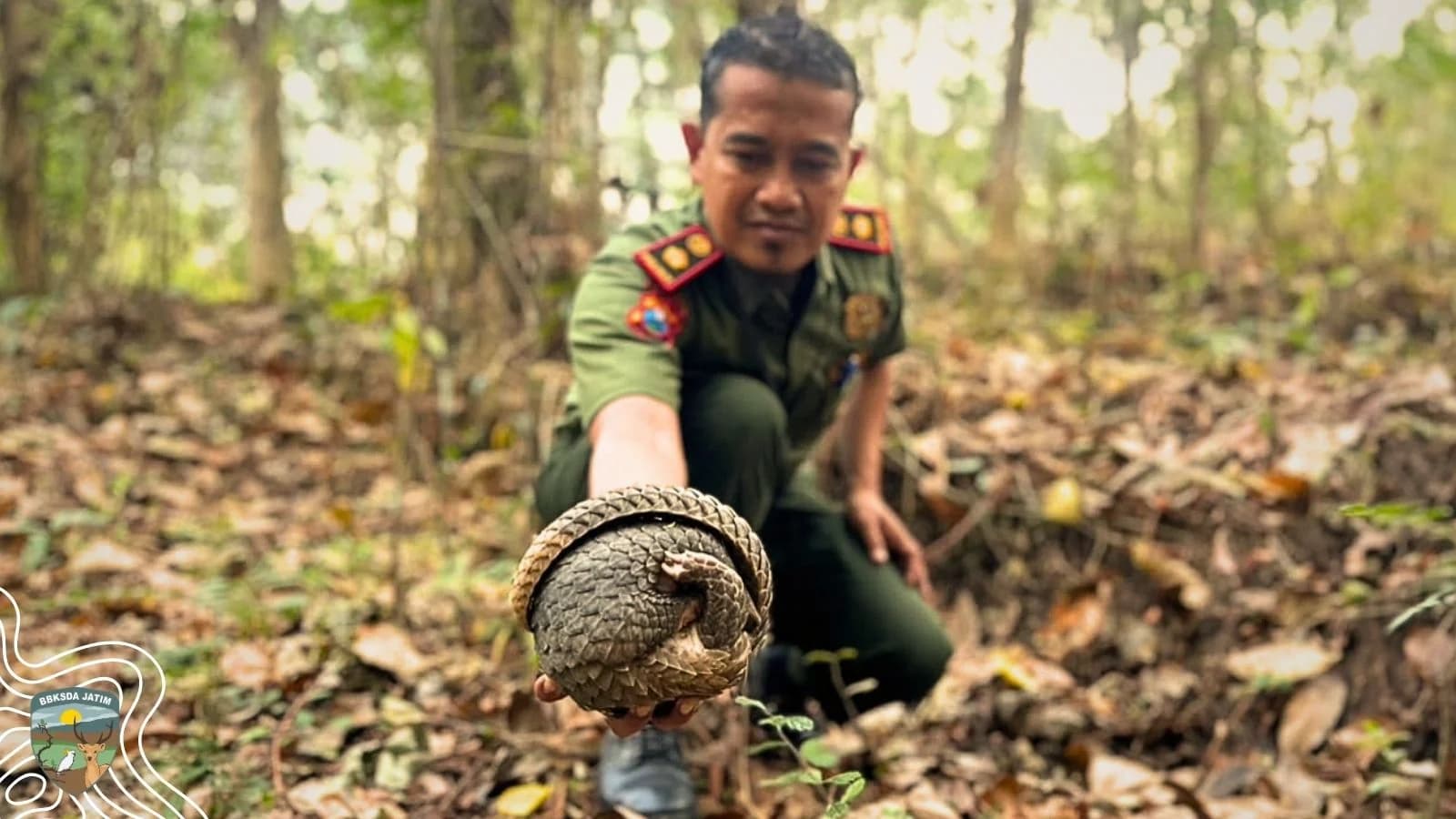 Lari dari Kepungan Api, Trenggiling Menyeberang Jalan Mencari Selamat