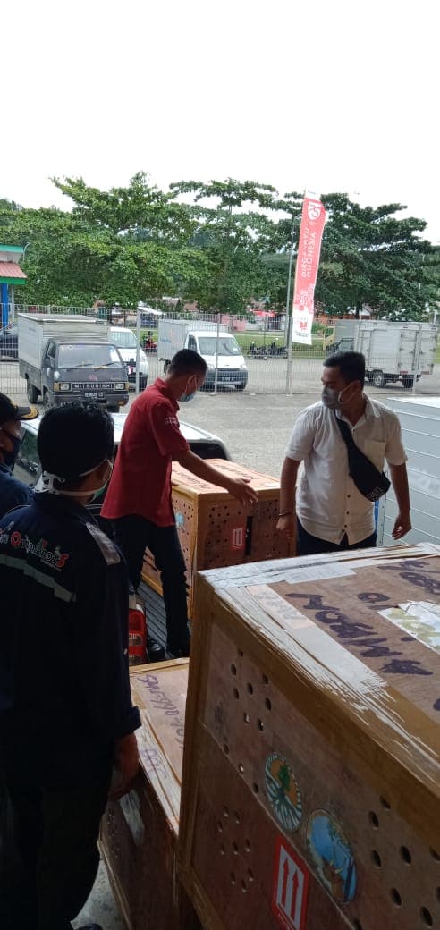 44 Kakatua Dari Jawa Timur Diantar Pulang Kampung ke Ambon - Thumbnail 4
