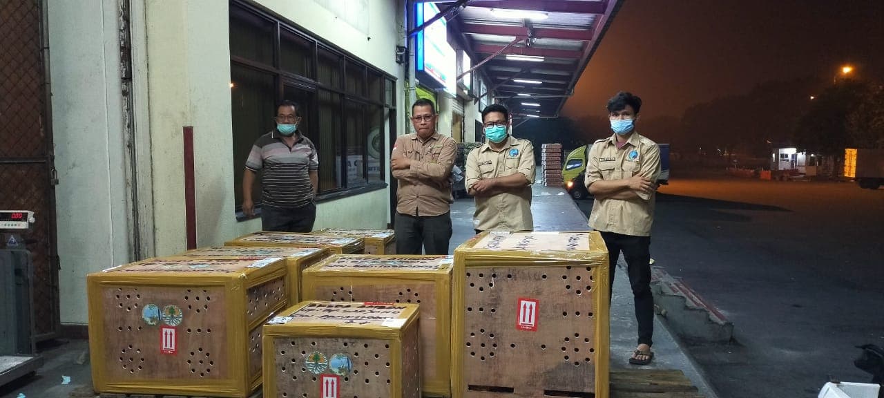 44 Kakatua Dari Jawa Timur Diantar Pulang Kampung ke Ambon - Thumbnail 2