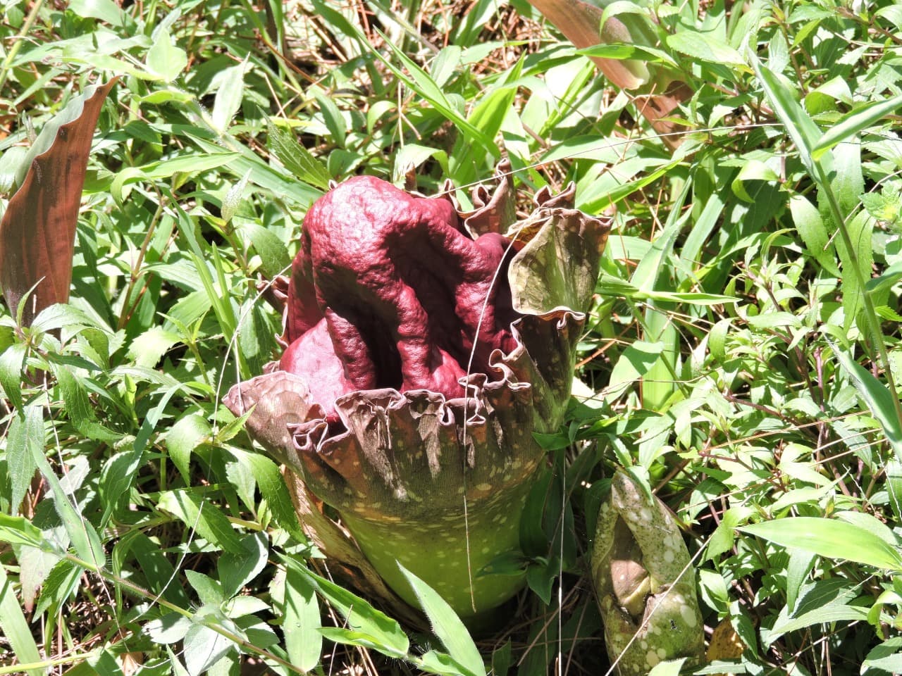 Tidak Semua Bunga Bangkai itu Rafflesia Arnoldi - Thumbnail 3