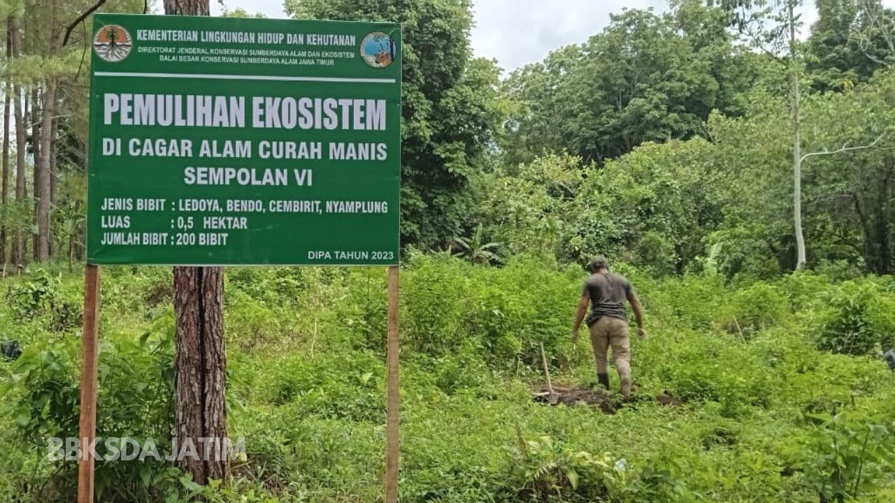 Pulihkan Ekosistem Cagar Alam Dengan Tanam Ribuan Bibit - Thumbnail 1